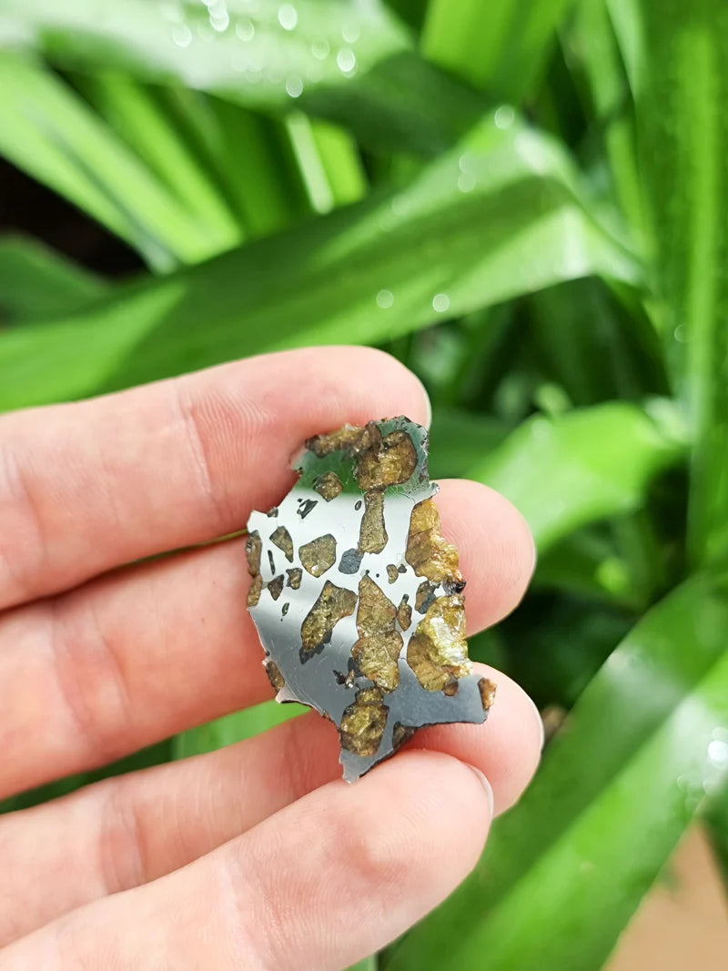 Imilac Pallasite Meteorite End-Cut – 16.08g | Chile