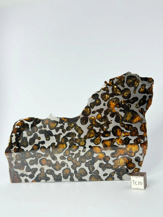 Sericho Meteorite Fragment – 47.66g | Kenya