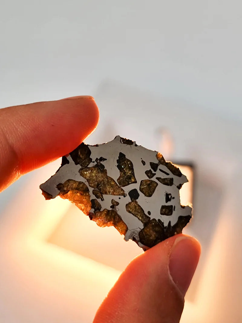 Imilac Pallasite Meteorite End-Cut – 16.08g | Chile