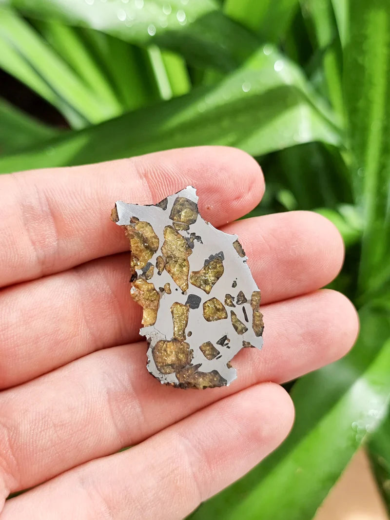 Imilac Pallasite Meteorite End-Cut – 16.08g | Chile