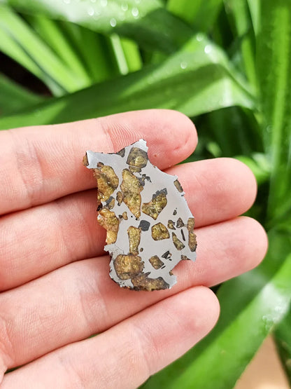 Imilac Pallasite Meteorite End-Cut – 16.08g | Chile