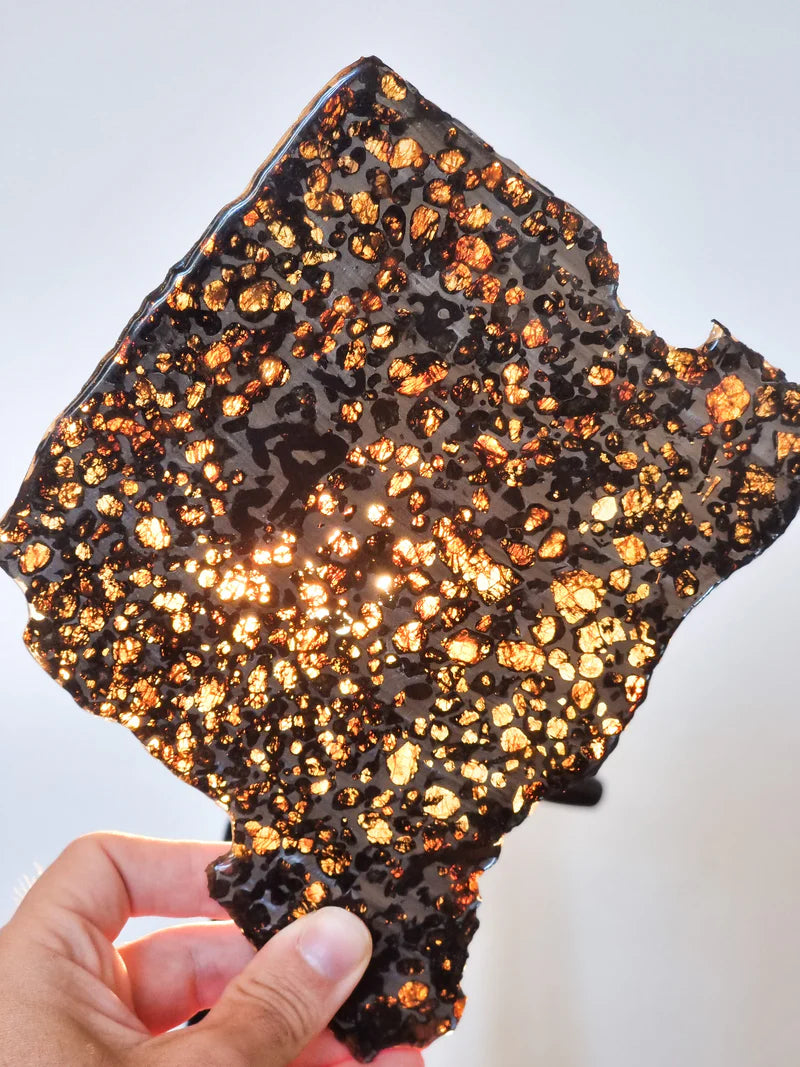 Sericho Pallasite Slice – 284g | Kenya