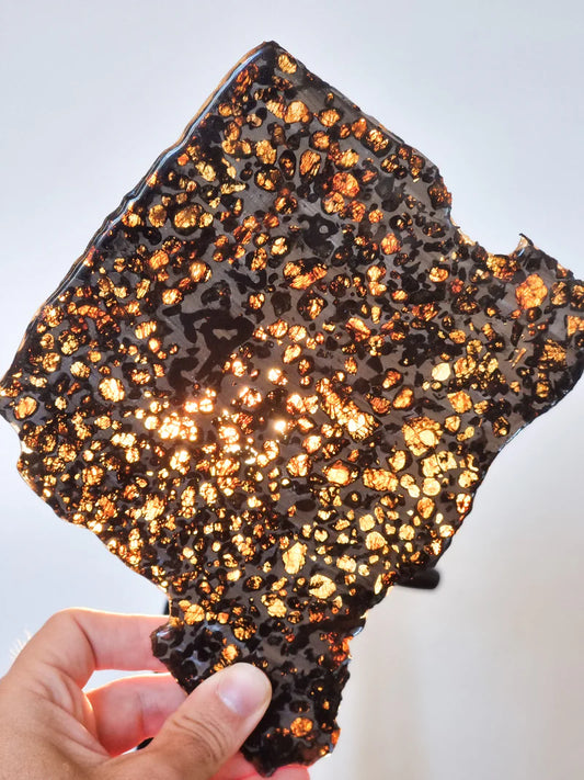 Sericho Pallasite Slice – 284g | Kenya