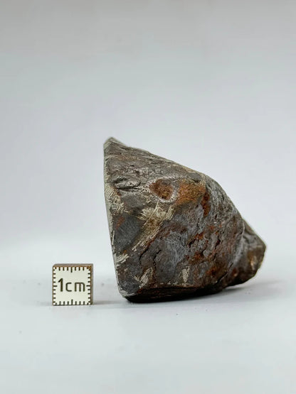 Muonionalusta Meteorite End-Cut – 580g | Sweden