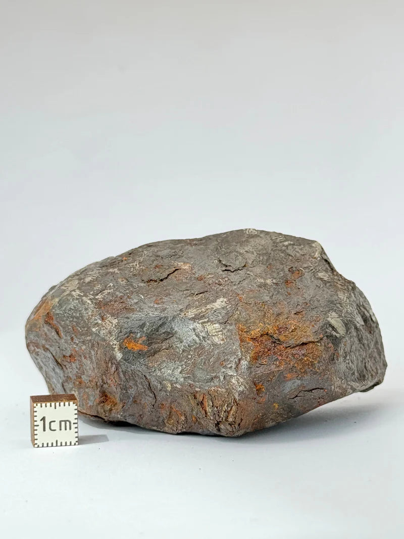 Muonionalusta Meteorite End-Cut – 580g | Sweden